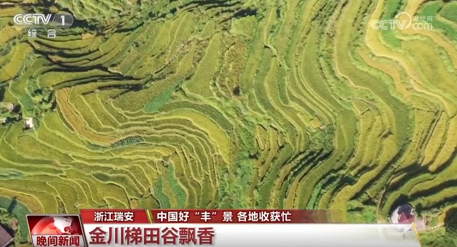 稻谷香、魚滿艙、棉花朵朵開&hellip;&hellip;田間地頭收獲忙 一派活力好&ldquo;豐&rdquo;光