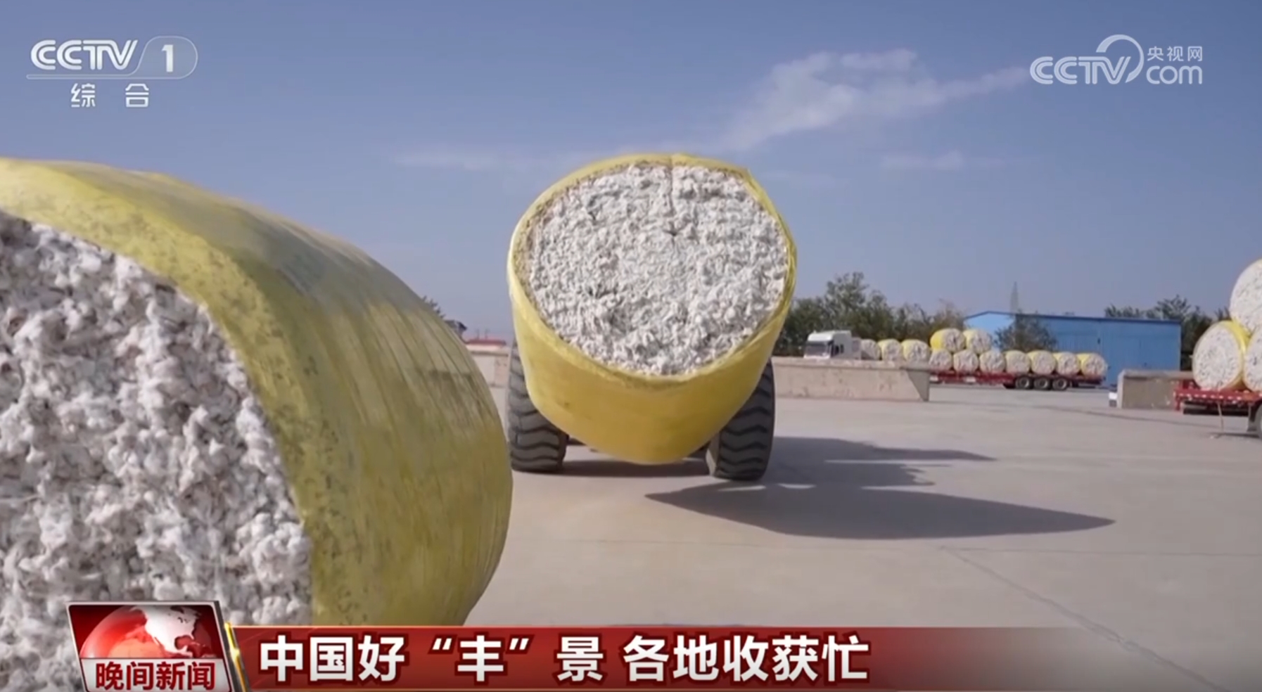 稻谷香、魚滿艙、棉花朵朵開&hellip;&hellip;田間地頭收獲忙 一派活力好&ldquo;豐&rdquo;光