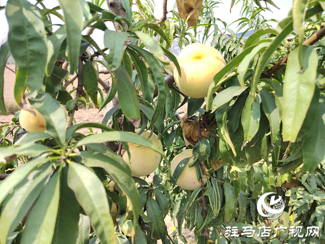 平輿縣楊埠鎮(zhèn)王美村:冬桃結(jié)碩果 特色種植鋪就致富路