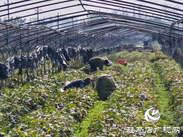 平輿縣萬金店鎮(zhèn)土店村:中藥材淫羊藿種植助力鄉(xiāng)村振興