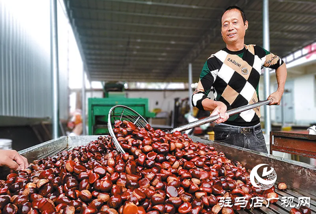 確山縣：板栗熟了 栗農笑了