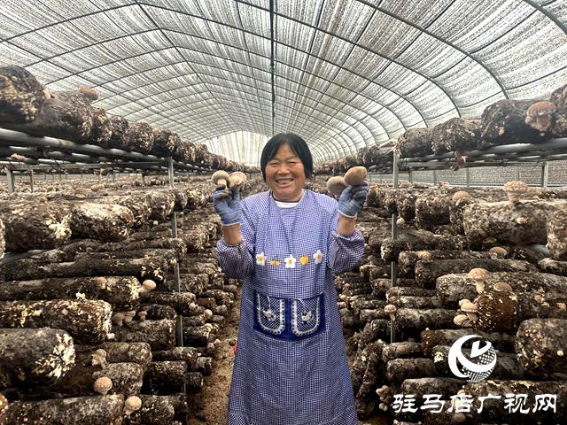 泌陽縣郭集鎮(zhèn)：金秋香菇采收忙 煥發(fā)鄉(xiāng)村新&ldquo;蘑&rdquo;力