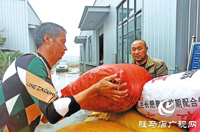 確山縣：板栗熟了 栗農笑了