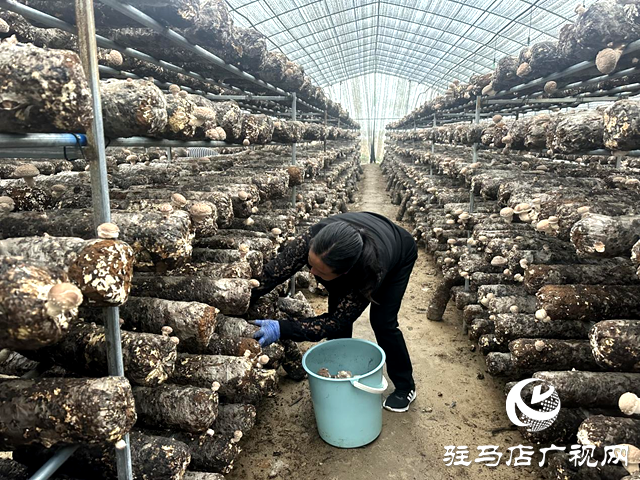 泌陽縣郭集鎮(zhèn)：金秋香菇采收忙 煥發(fā)鄉(xiāng)村新&ldquo;蘑&rdquo;力