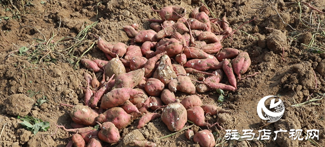 確山縣：紅薯喜豐收，田間收獲忙