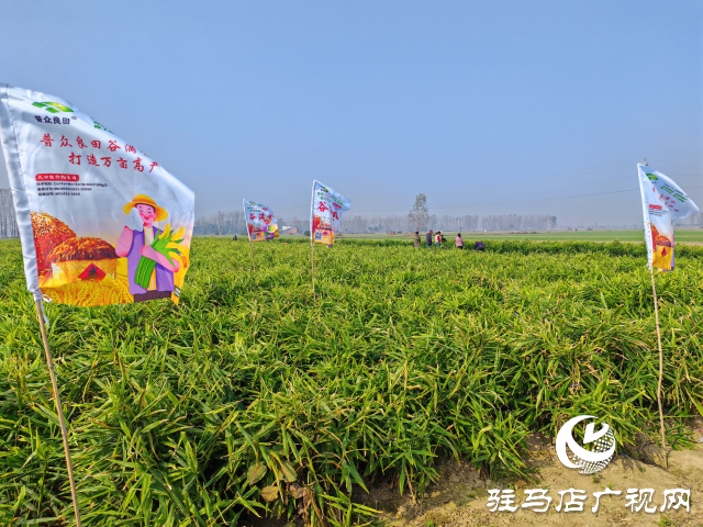 平輿縣高楊店鎮(zhèn)劉寨村委:特色生姜種植喜獲豐收 村民致富“姜”來可期