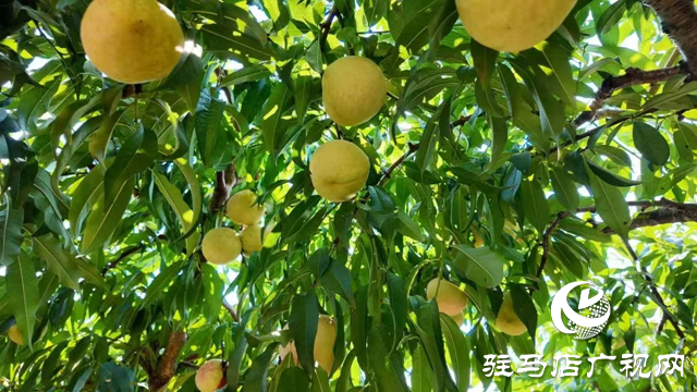 平輿縣廟灣鎮(zhèn)馮莊村冬雪蜜桃種植園:甜蜜豐收場景令人“桃”醉