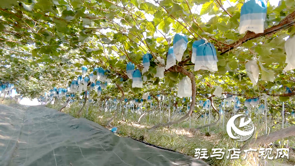 【出彩新農(nóng)人】魏燦:用“甜蜜事業(yè)”助推鄉(xiāng)村振興