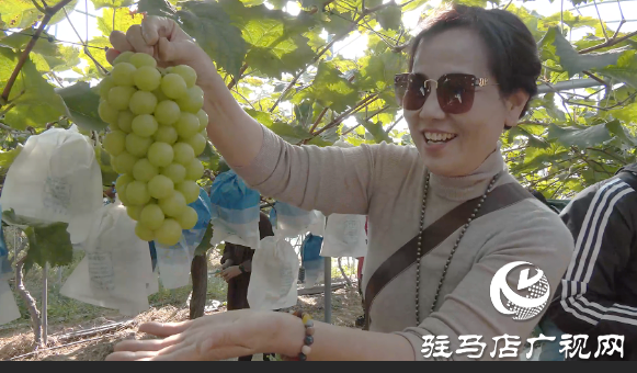 【出彩新農(nóng)人】魏燦:用“甜蜜事業(yè)”助推鄉(xiāng)村振興