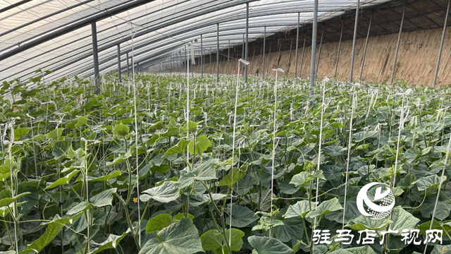 上蔡縣黃埠鎮(zhèn)：蔬菜&ldquo;種&rdquo;出致富路