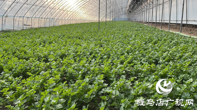 上蔡縣黃埠鎮(zhèn)：蔬菜&ldquo;種&rdquo;出致富路