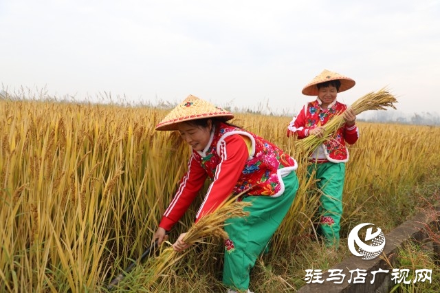 確山縣留莊鎮(zhèn)粳稻新品種種植示范基地揭牌