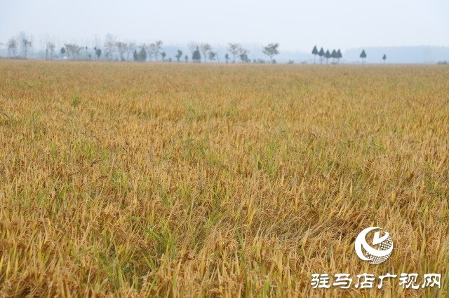 確山縣留莊鎮(zhèn)粳稻新品種種植示范基地揭牌