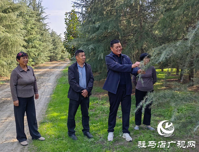 上蔡縣蔡溝鎮(zhèn)中陳村:發(fā)展苗木種植業(yè) 帶領(lǐng)群眾增收