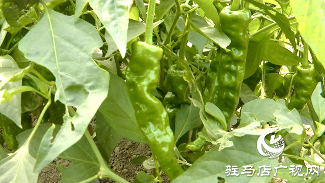 正陽縣王勿橋鄉(xiāng)新豐村:初冬辣椒“搶鮮”上市 菜農(nóng)增收采摘忙
