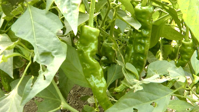 正陽縣王勿橋鄉(xiāng)新豐村：初冬辣椒“搶鮮”上市 菜農(nóng)增收采摘忙