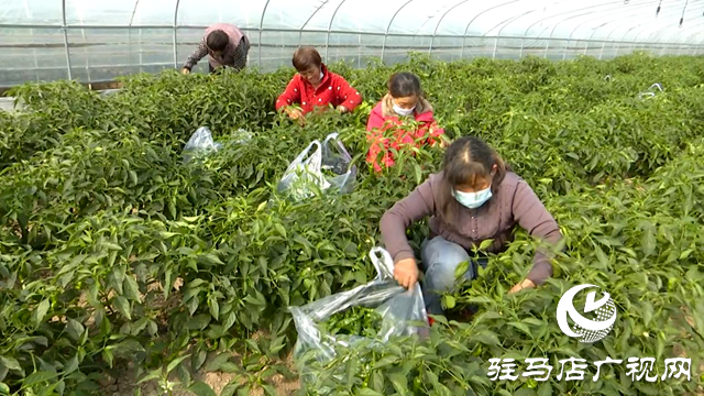 正陽縣王勿橋鄉(xiāng)新豐村:初冬辣椒“搶鮮”上市 菜農(nóng)增收采摘忙
