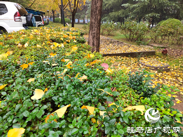 駐馬店:氣溫逐漸下降 冬天真的來了嗎?