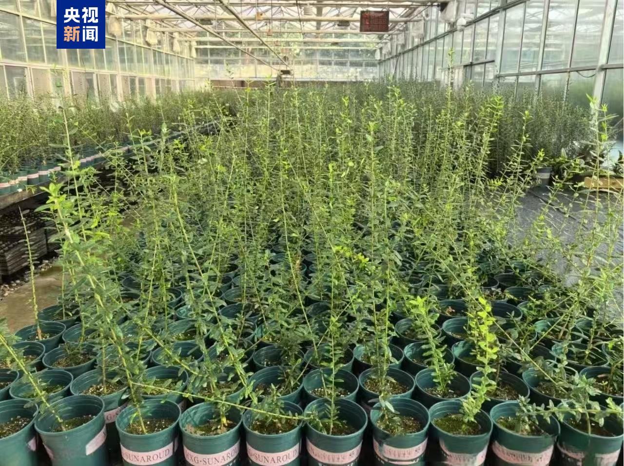 “太空種子”出苗啦，這次是315克油橄欖！