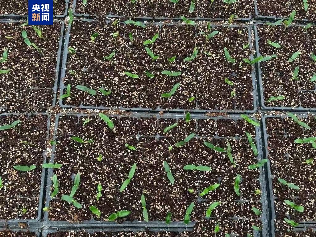 &ldquo;太空種子&rdquo;出苗啦，這次是315克油橄欖！