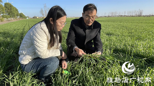 冬季麥苗旺長怎么辦？專家支招這樣干