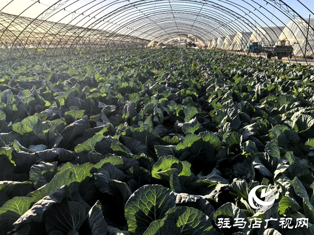 平輿縣射橋鎮(zhèn)西關(guān)居委:“小小”包菜種出“大大”產(chǎn)業(yè)