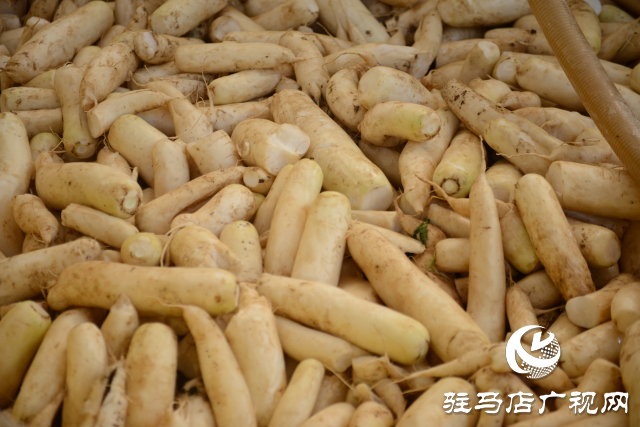 正陽縣中坤農(nóng)業(yè):脆嫩蘿卜迎豐收 醬菜產(chǎn)業(yè)助發(fā)展
