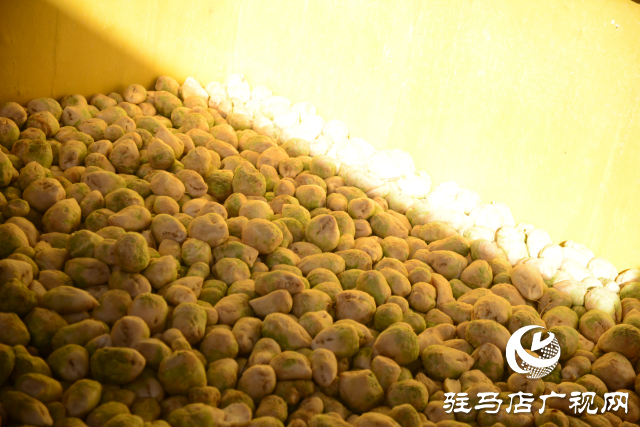 正陽縣中坤農(nóng)業(yè):脆嫩蘿卜迎豐收 醬菜產(chǎn)業(yè)助發(fā)展