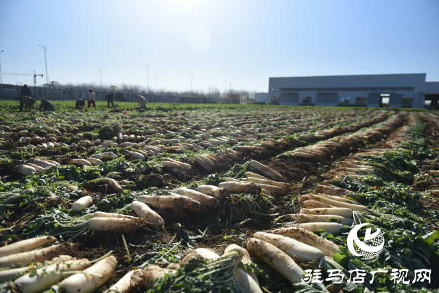 正陽縣中坤農(nóng)業(yè):脆嫩蘿卜迎豐收 醬菜產(chǎn)業(yè)助發(fā)展