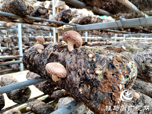 西平縣宋集鎮(zhèn)崔莊村:培育特色優(yōu)勢產(chǎn)業(yè)打造“產(chǎn)業(yè)興旺星”