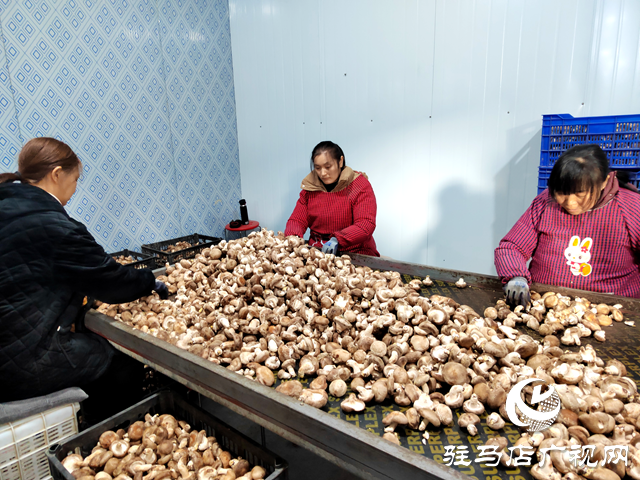 西平縣宋集鎮(zhèn)崔莊村:培育特色優(yōu)勢產(chǎn)業(yè)打造“產(chǎn)業(yè)興旺星”