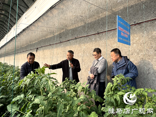 國家大宗蔬菜產(chǎn)業(yè)技術(shù)體系駐馬店試驗站2024年蔬菜優(yōu)質(zhì)安全高效標準化生產(chǎn)技術(shù)培訓觀摩會召開