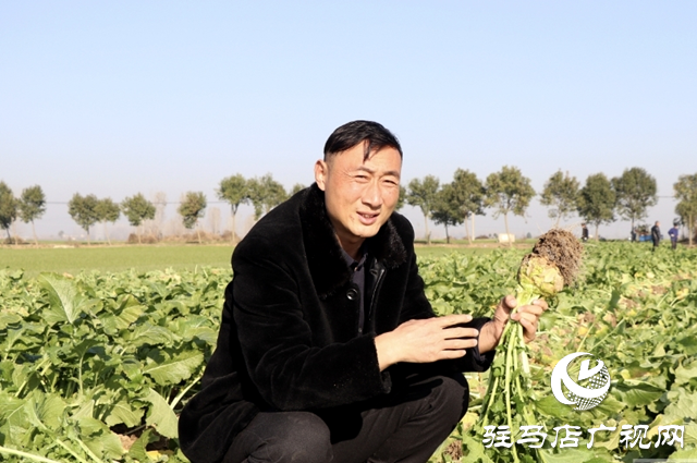 平輿縣東皇街道五里社區(qū):發(fā)展農(nóng)產(chǎn)品深加工 芥菜變身“金疙瘩”