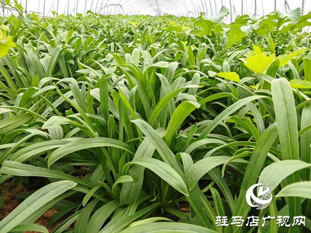 平輿縣老王崗鄉(xiāng)白龍廟村：小小&ldquo;面條菜&rdquo;鋪就綠色增收路