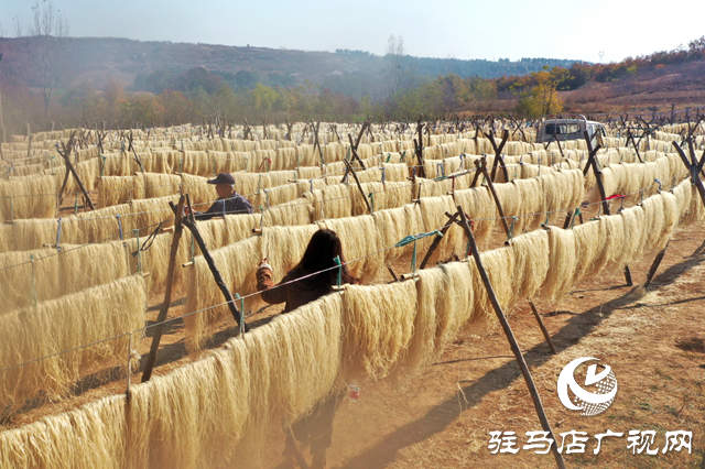 駐馬店市驛城區(qū):紅薯產(chǎn)業(yè)鼓起村民“錢袋子”