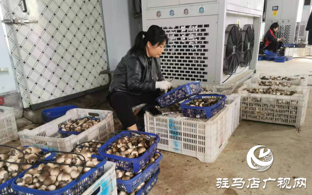 泌陽(yáng)縣:推動(dòng)食用菌產(chǎn)業(yè)高質(zhì)量發(fā)展