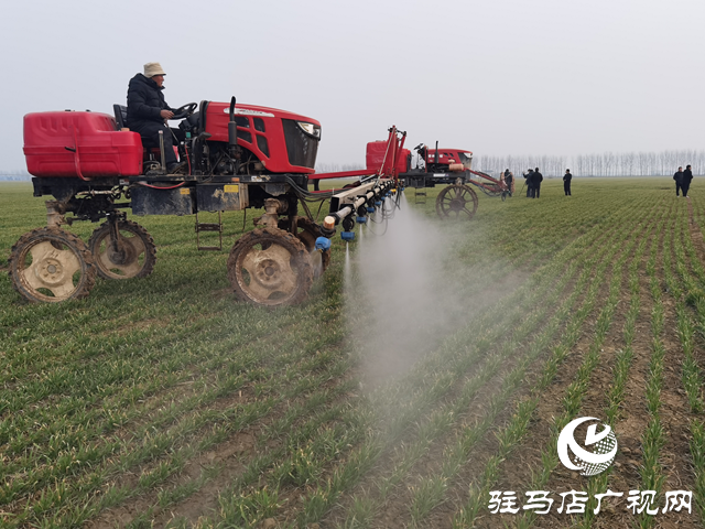 驛城區(qū):農(nóng)技人員進麥田 把脈問診開良方