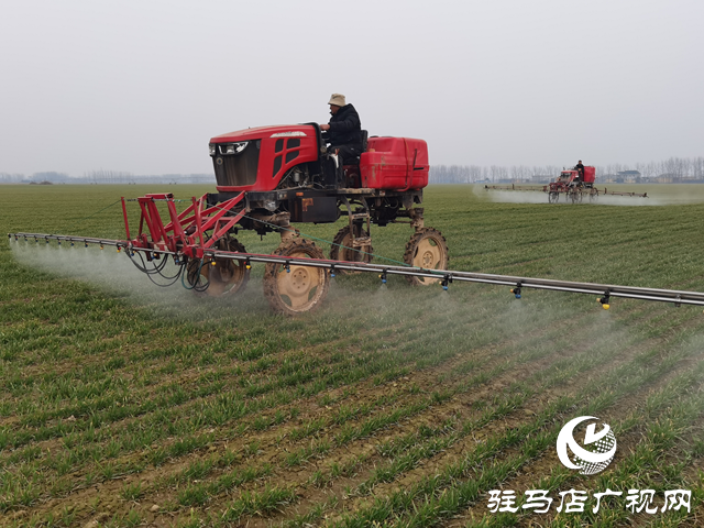 驛城區(qū):農(nóng)技人員進麥田 把脈問診開良方