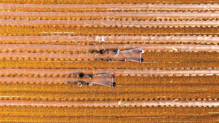 新野縣土豆規(guī)模化種植，村民腰包鼓了