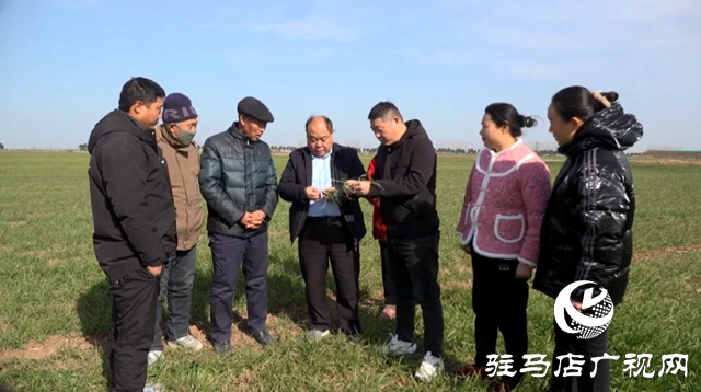 上蔡縣:持續(xù)開展小麥越冬技術指導 確保小麥豐產豐收