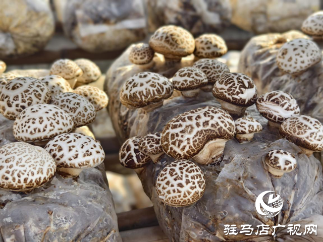 驛城區(qū)沙河店鎮(zhèn):花菇撐開鄉(xiāng)村振興“致富傘”