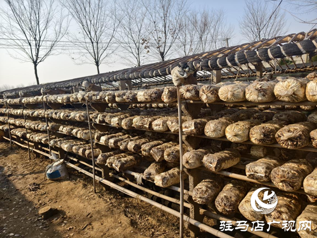 驛城區(qū)沙河店鎮(zhèn):花菇撐開鄉(xiāng)村振興“致富傘”