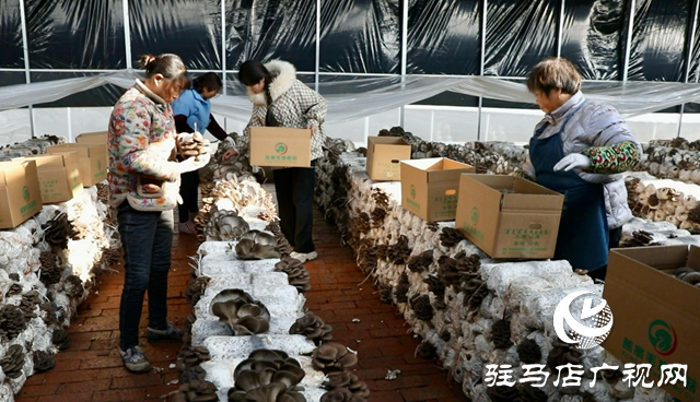 正陽縣熊寨鎮(zhèn)毛集村:菌菇撐起“增收傘” 鄉(xiāng)村綻放“幸?;ā? width=