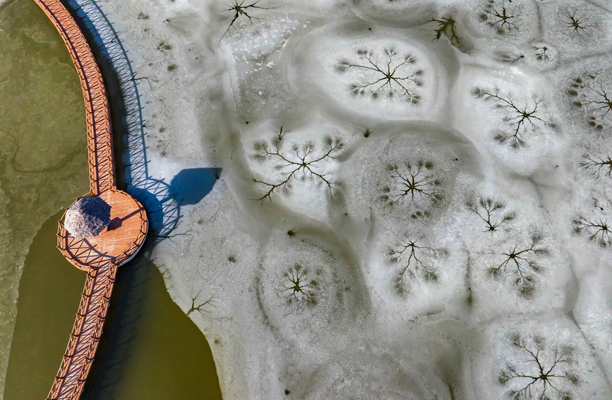 山東東營(yíng)：黃河口濕地現(xiàn)冰花景觀