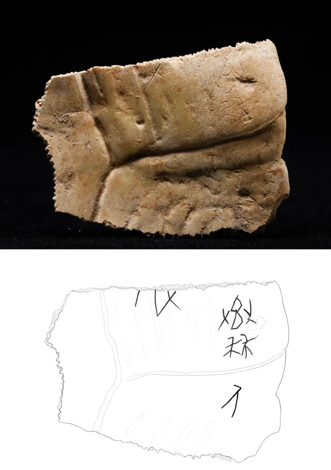 重大發(fā)現(xiàn)！首次出土有&ldquo;秦人&rdquo;字樣甲骨