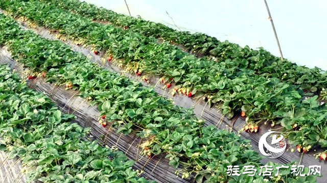 遂平縣:草莓紅艷艷 莓農(nóng)笑開(kāi)顏