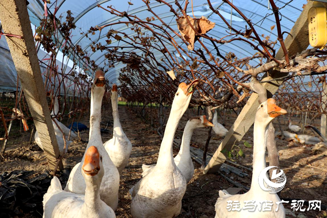 平輿縣:套種模式收益高