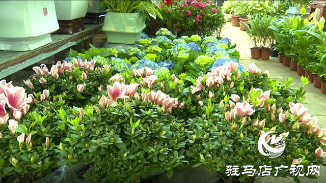 駐馬店：春節(jié)將至 花卉市場(chǎng)銷(xiāo)售忙