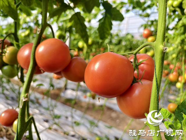 驛城區(qū)水屯鎮(zhèn):西紅柿種植助力村民增收