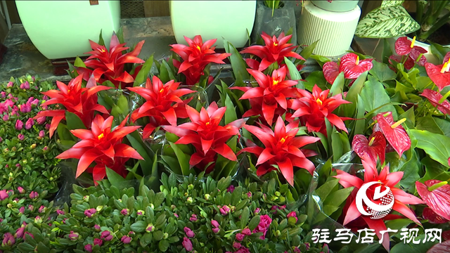 駐馬店：春節(jié)將至 花卉市場(chǎng)銷(xiāo)售忙